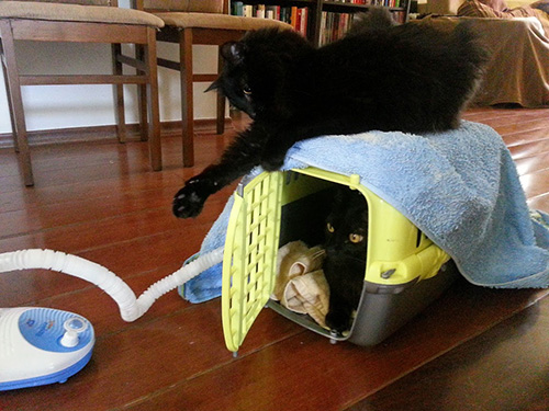 gato fazendo nebulização, nebulização em gatos, retrospectiva ila fox