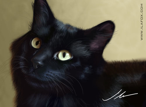 Ilustração animais de estimação, gato preto miucho churumelo ilustração realista chat noir